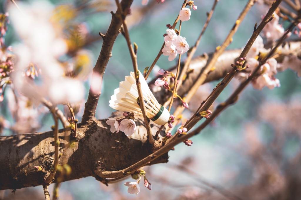 神奈川県川崎市の多摩川河川敷で撮影した桜とシャトル