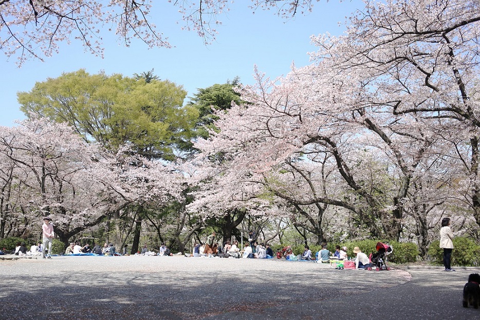三ツ沢公園の桜